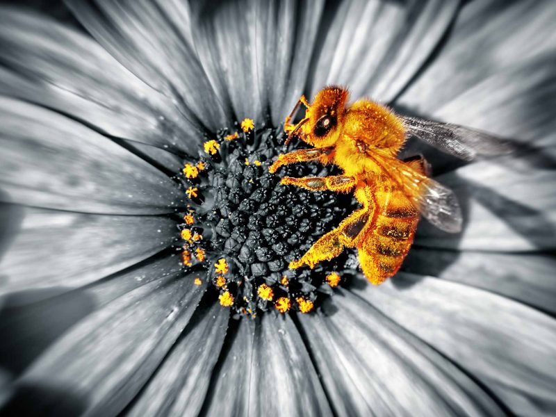 Enhancing Payments for Ecosystem Services