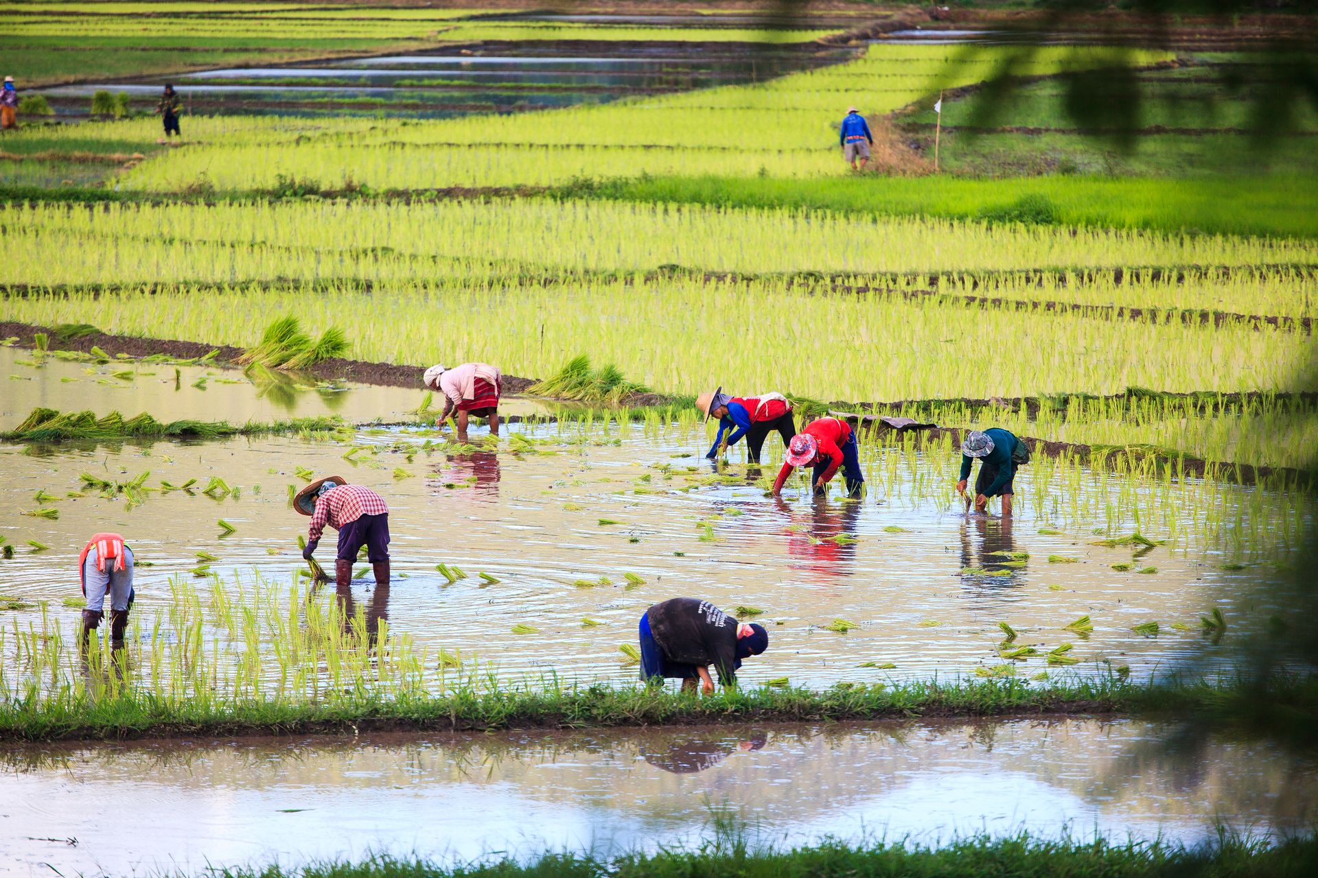 Valuation of ecosystem services in Myanmar