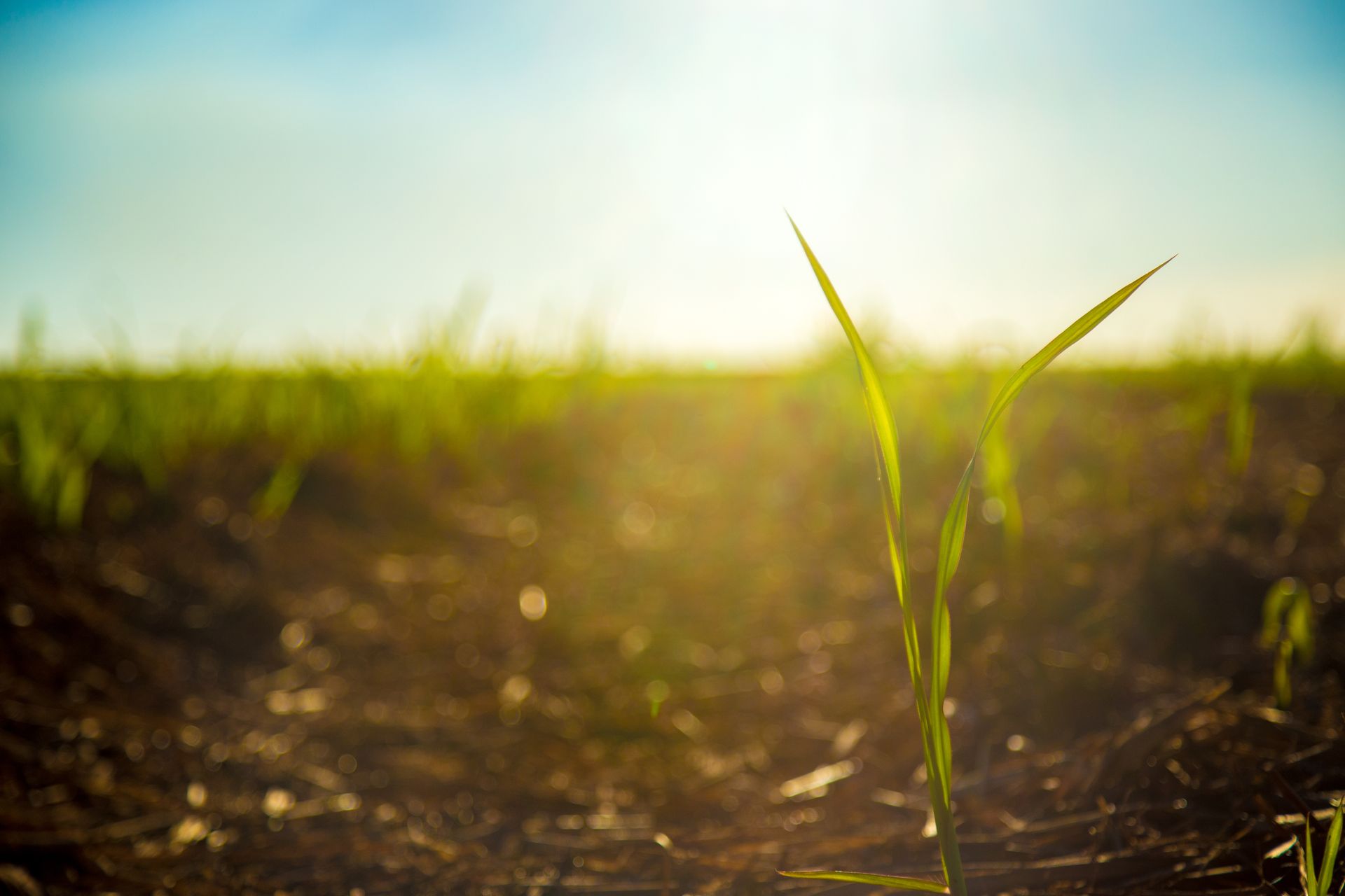 Lower Burdekin Economic Impacts
