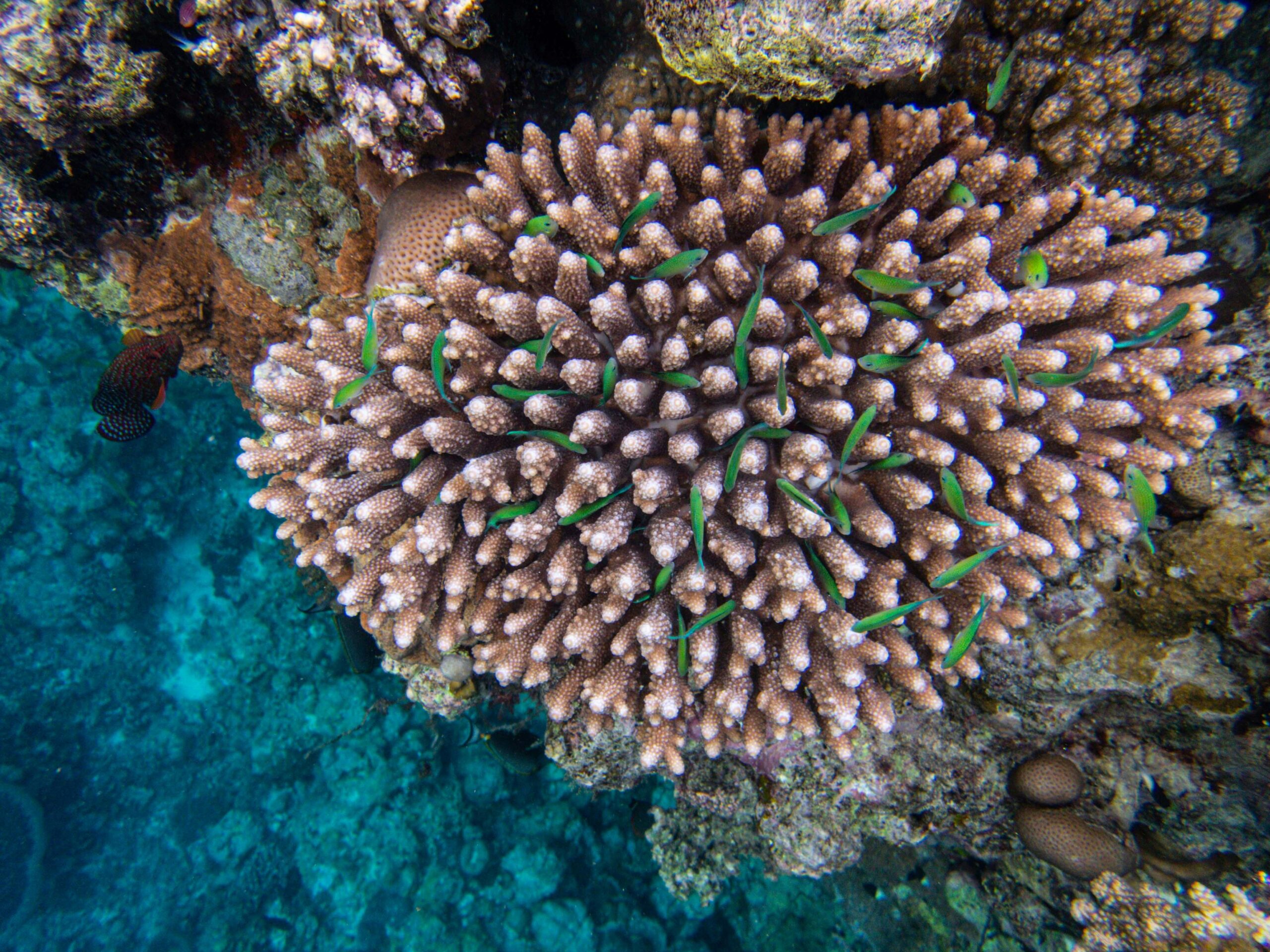 Fiji Ecosystem Management Plan