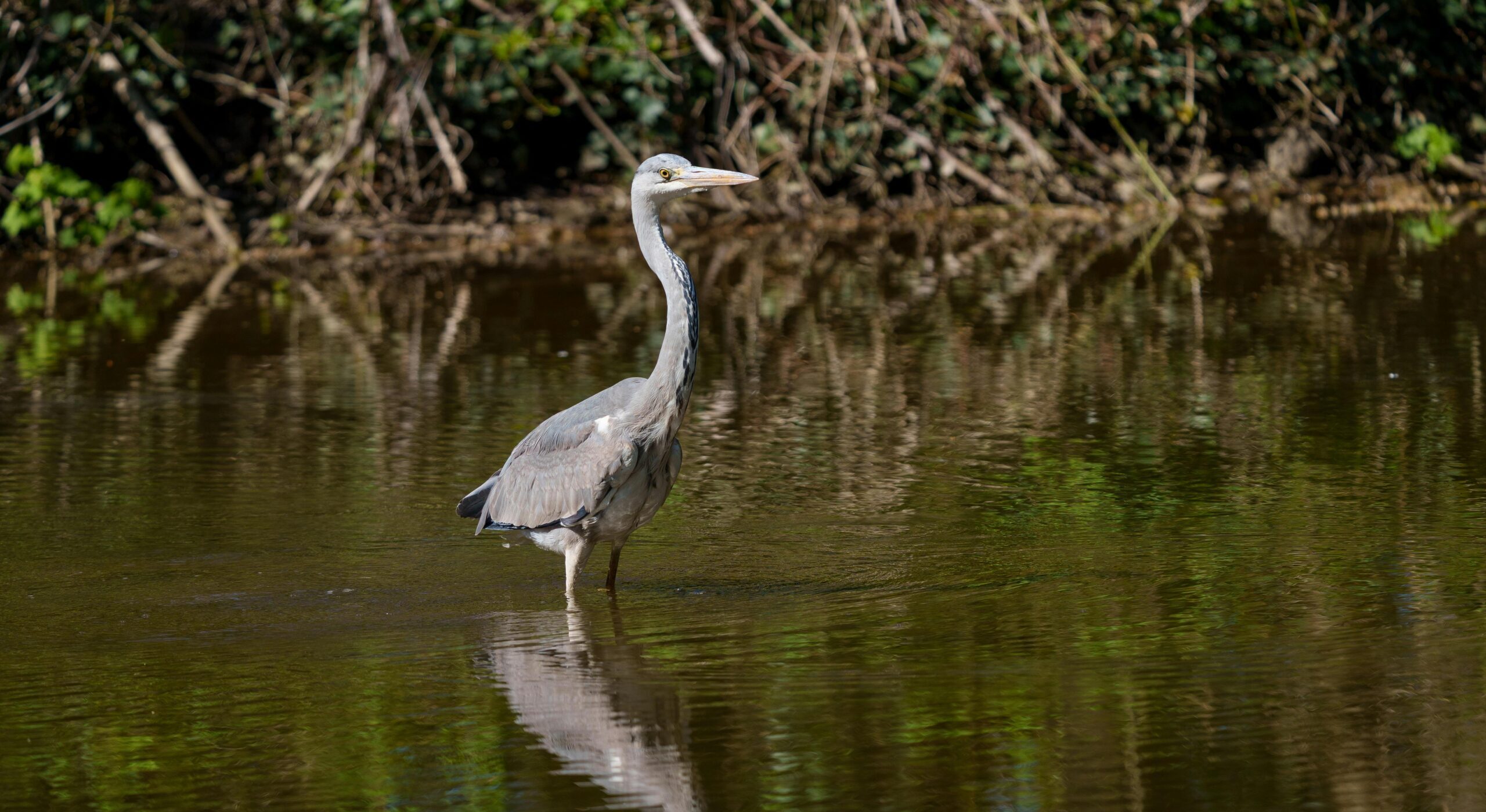 Economic analysis of seasonal wetlands in the Greater Grampians Region 