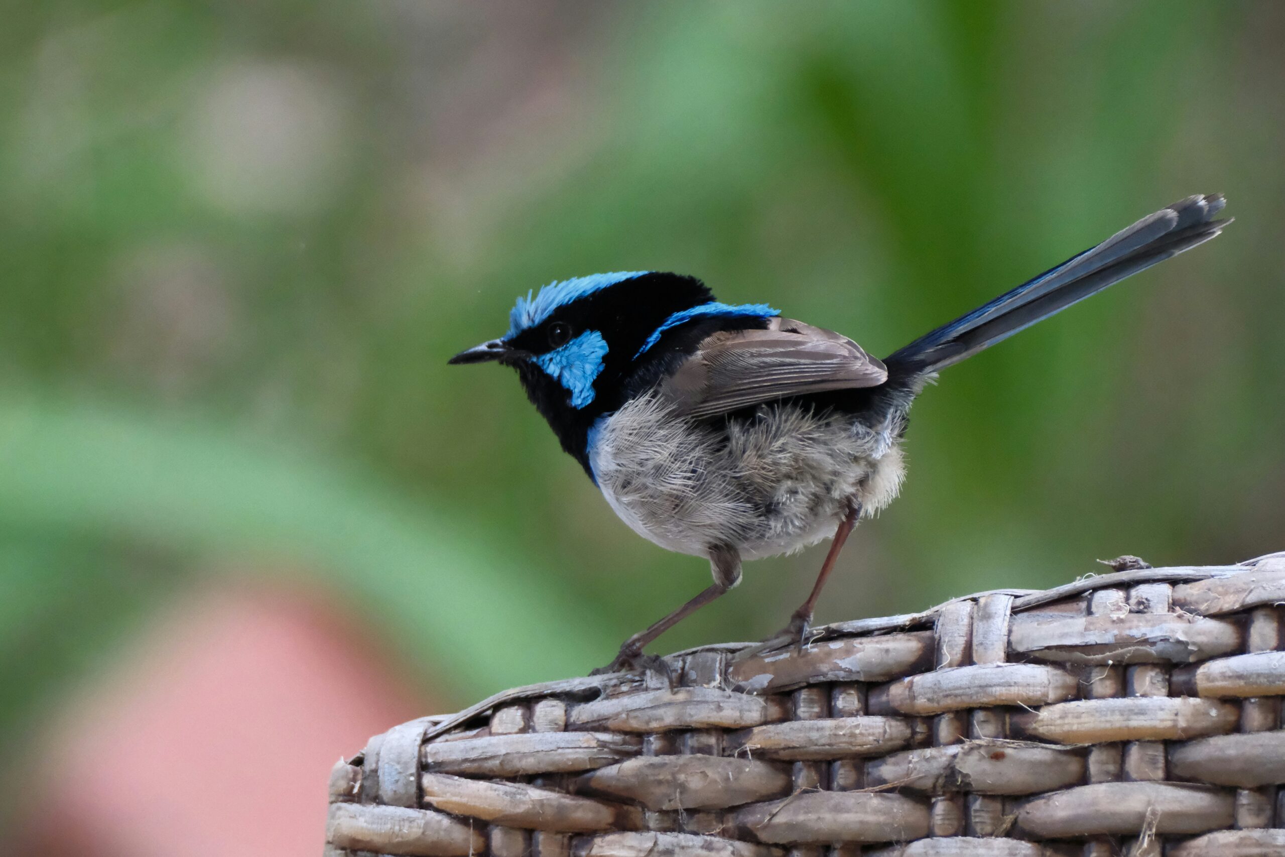 nature-targets-monash-university
